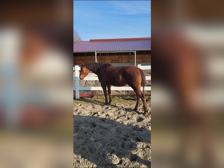 American Quarter Horse Mare 4 years 14,1 hh Chestnut-Red in Sulz am Neckar