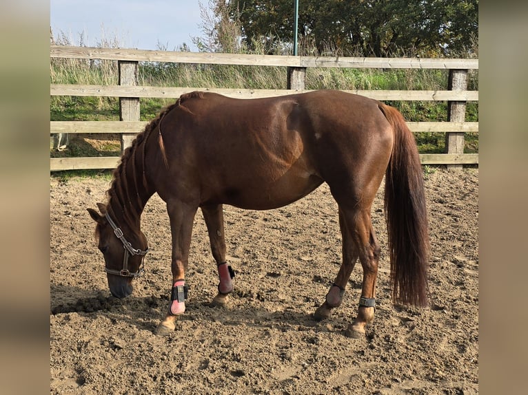 American Quarter Horse Mare 4 years 14,1 hh Chestnut in Brunssum