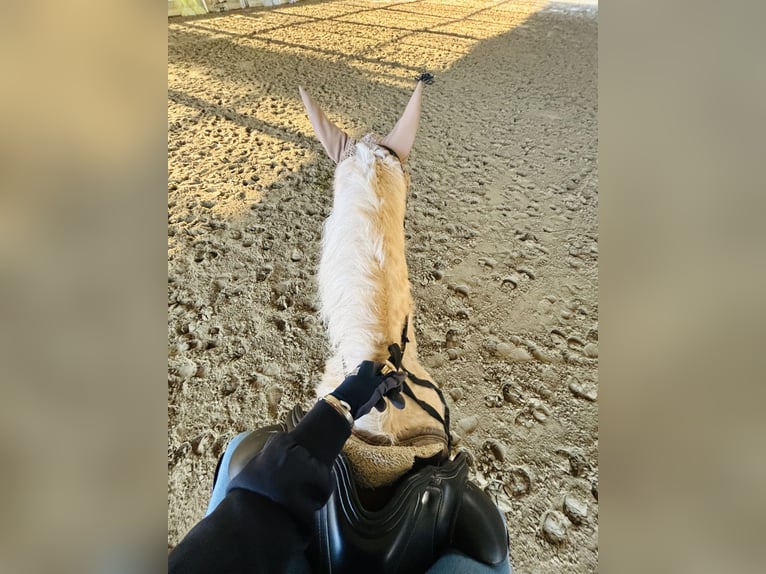 American Quarter Horse Mare 4 years 14,1 hh Palomino in Bergamo