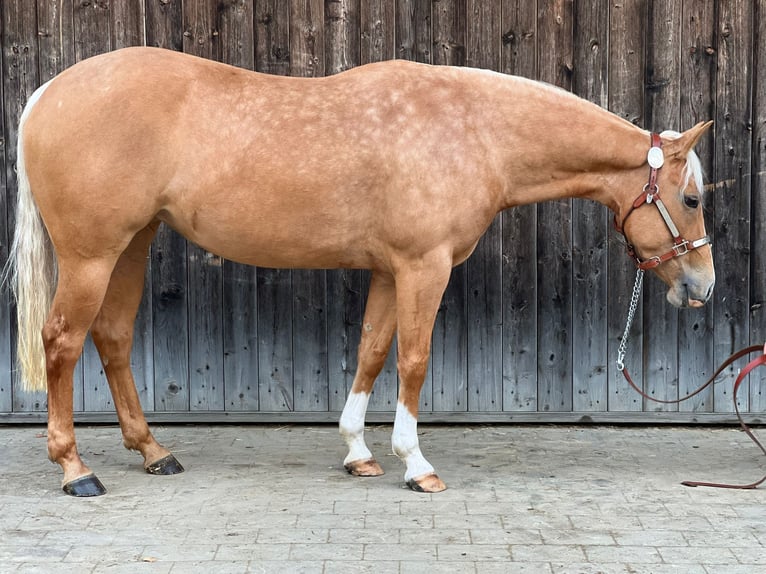 American Quarter Horse Mare 4 years 14,1 hh Palomino in Tannheim