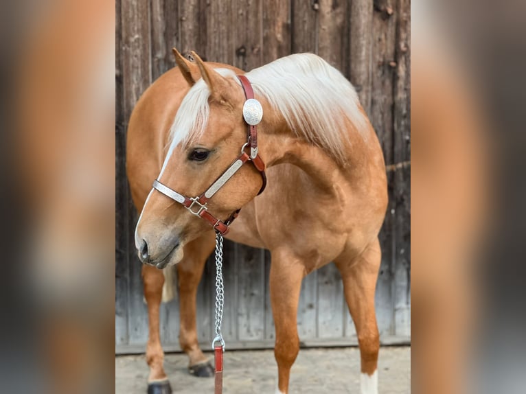 American Quarter Horse Mare 4 years 14,1 hh Palomino in Tannheim