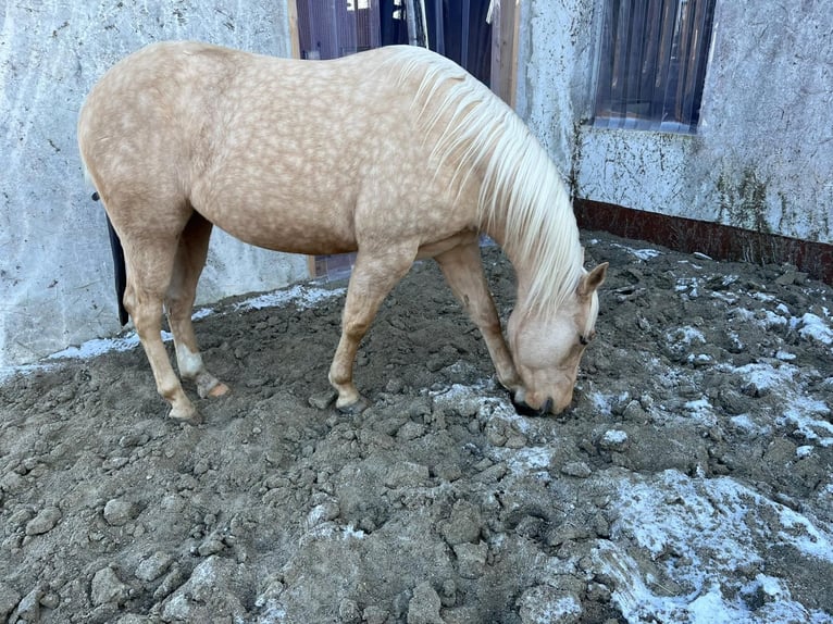 American Quarter Horse Mare 4 years 14,1 hh Palomino in Bad Urach