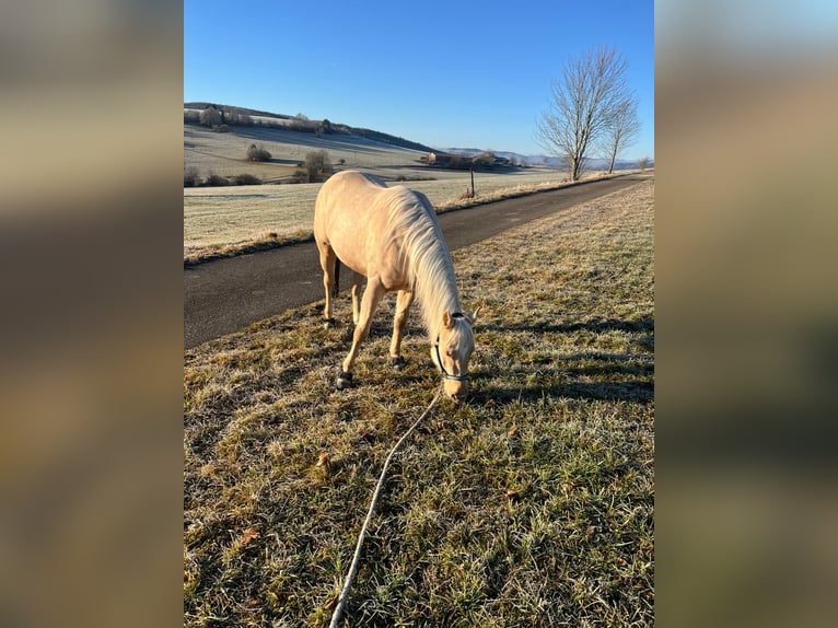 American Quarter Horse Mare 4 years 14,1 hh Palomino in Bad Urach
