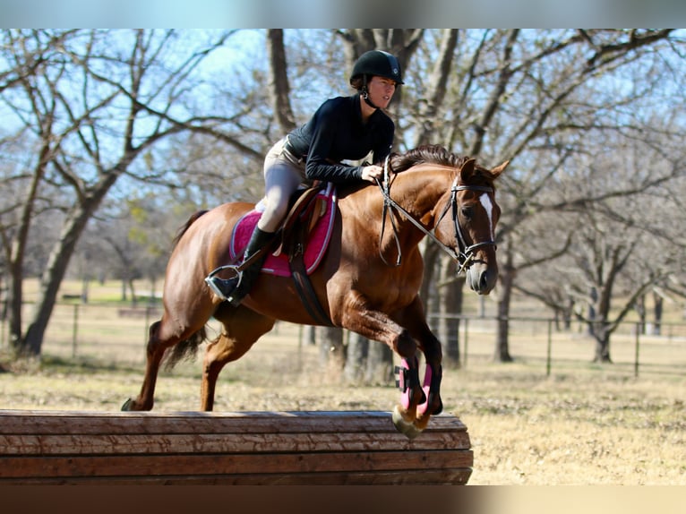 American Quarter Horse Mare 4 years 14,1 hh Sorrel in Decatur