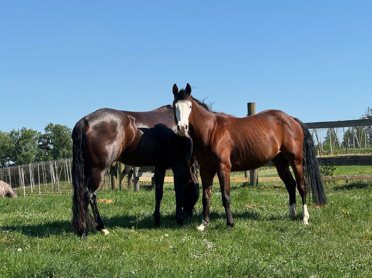 American Quarter Horse Mare 4 years 14,1 hh in Reichertshofen