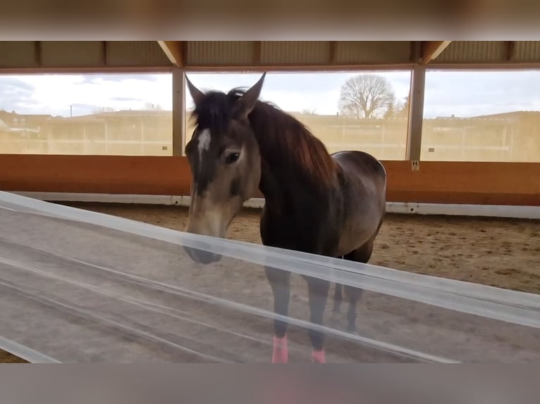 American Quarter Horse Mare 4 years 14,2 hh Buckskin in Bergheim