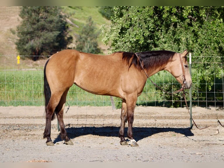 American Quarter Horse Mare 4 years 14,2 hh Buckskin in King City