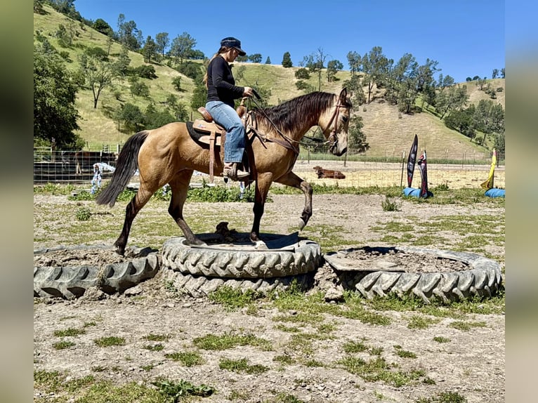 American Quarter Horse Mare 4 years 14,2 hh Buckskin in King City