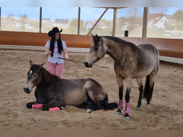 American Quarter Horse Mare 4 years 14,2 hh Buckskin in Hitzhofen