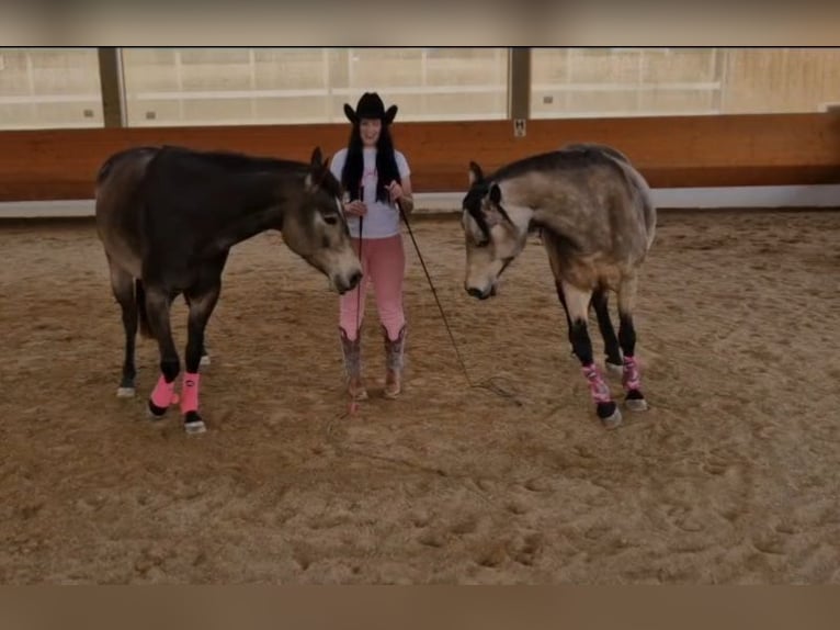 American Quarter Horse Mare 4 years 14,2 hh Buckskin in Hitzhofen