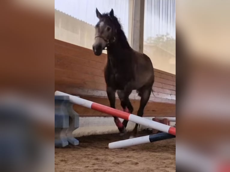 American Quarter Horse Mare 4 years 14,2 hh Buckskin in Hitzhofen