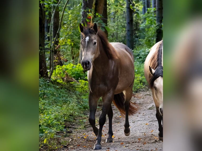 American Quarter Horse Mare 4 years 14,2 hh Buckskin in Hitzhofen