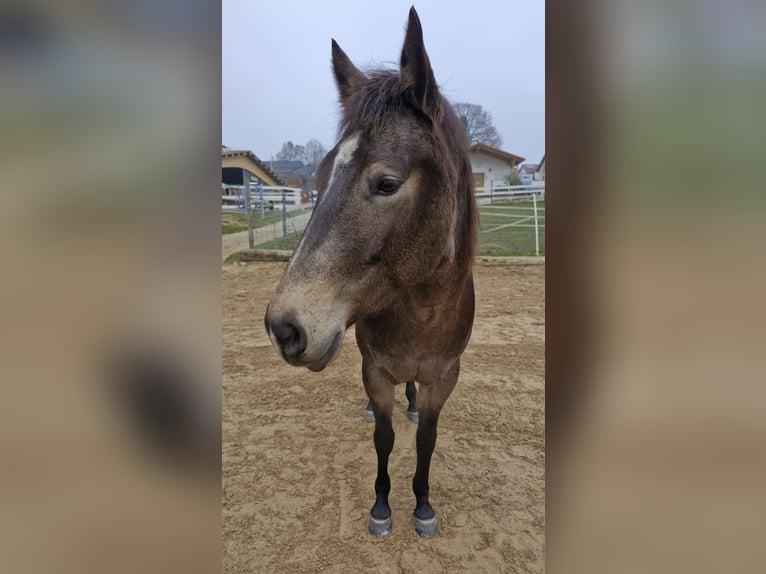 American Quarter Horse Mare 4 years 14,2 hh Buckskin in Hitzhofen