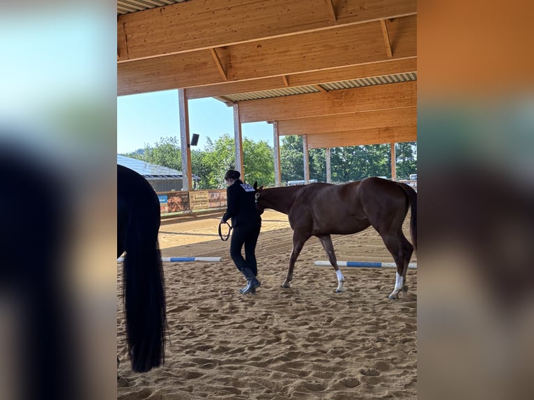 American Quarter Horse Mare 4 years 14,2 hh Chestnut-Red in Kirchendemenreuth