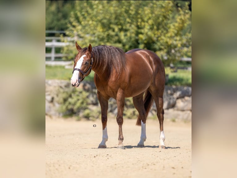 American Quarter Horse Mare 4 years 14,2 hh Chestnut in Eschenau