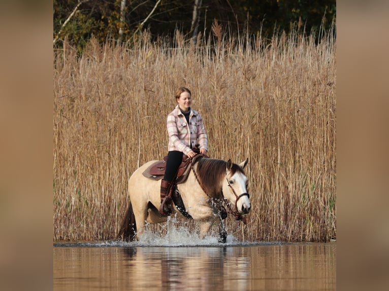 American Quarter Horse Mix Mare 4 years 14,2 hh Dun in Oberhausen