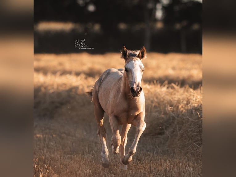 American Quarter Horse Mix Mare 4 years 14,2 hh Dun in Oberhausen