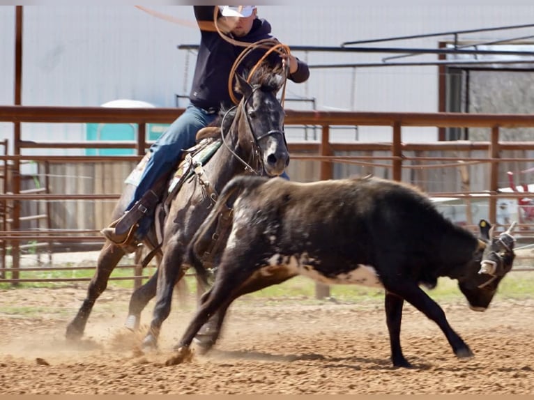 American Quarter Horse Mare 4 years 14,2 hh Grey in Cisco