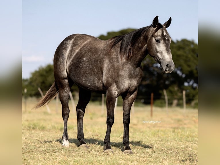 American Quarter Horse Mare 4 years 14,2 hh Grey in Cisco