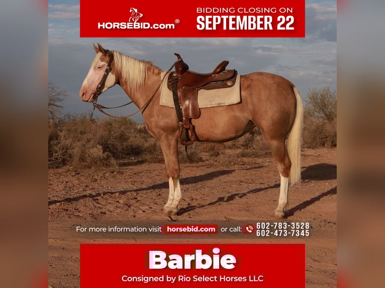 American Quarter Horse Mare 4 years 14,2 hh Palomino in Tonopah