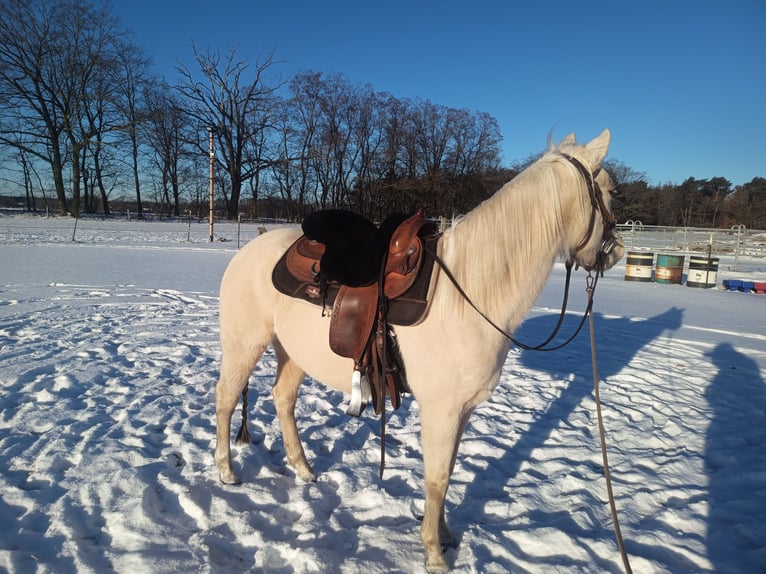 American Quarter Horse Mare 4 years 14,2 hh Palomino in Nuow