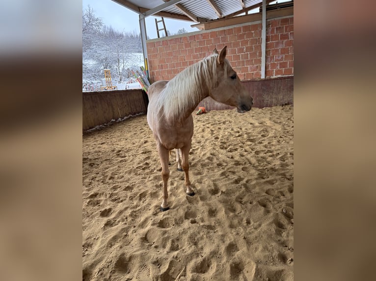 American Quarter Horse Mare 4 years 14,2 hh Palomino in Wilhelmsburg