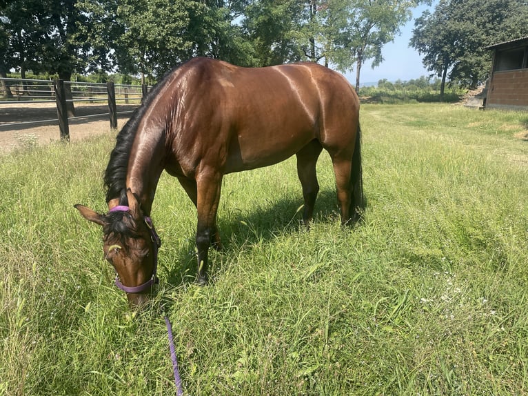 American Quarter Horse Mare 4 years 14,2 hh Red Dun in TREVISO