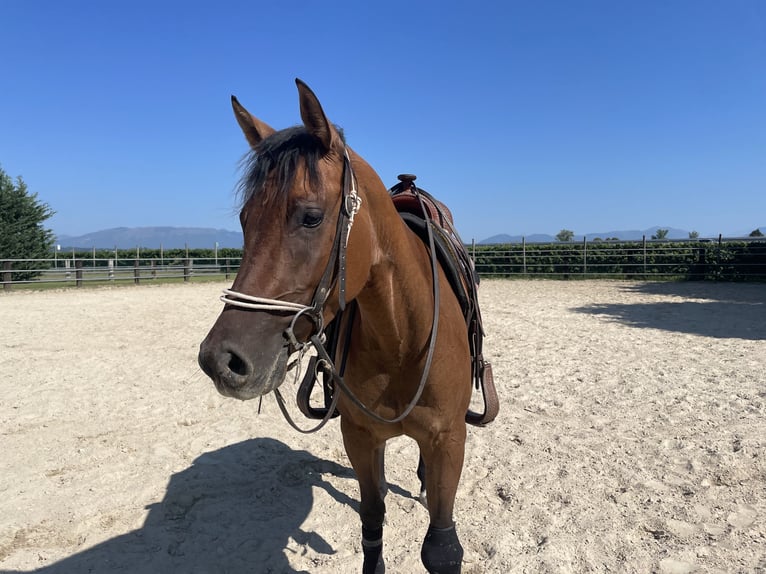 American Quarter Horse Mare 4 years 14,2 hh Red Dun in TREVISO