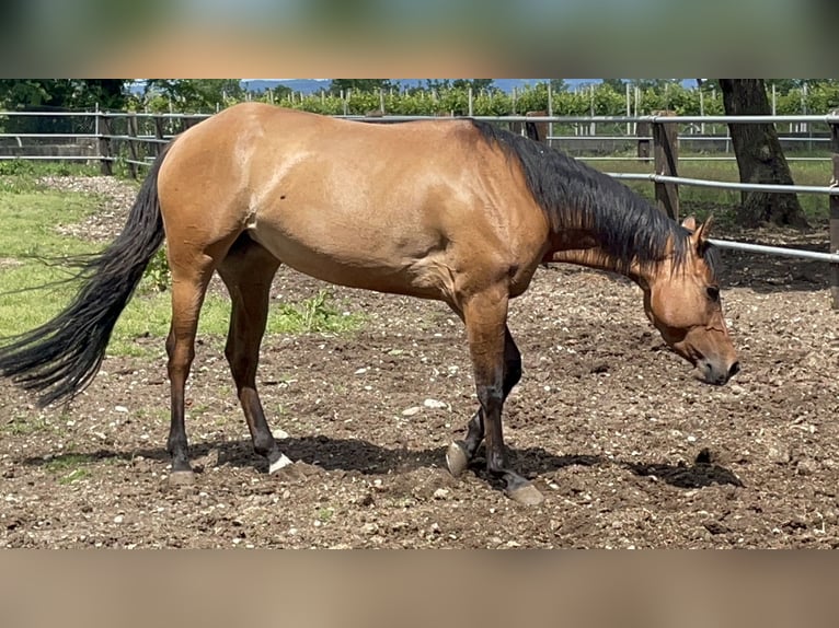 American Quarter Horse Mare 4 years 14,2 hh Red Dun in TREVISO
