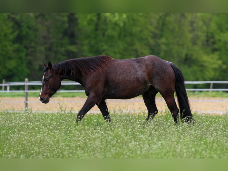 American Quarter Horse Mare 4 years 14,2 hh Roan-Bay in Waldshut-Tiengen