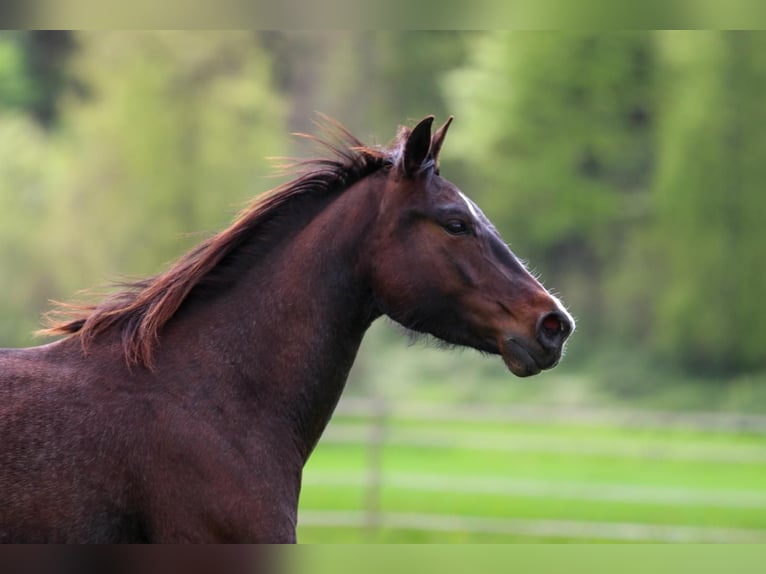 American Quarter Horse Mare 4 years 14,2 hh Roan-Bay in Waldshut-Tiengen