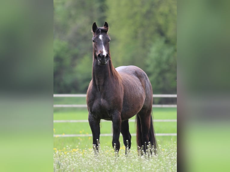 American Quarter Horse Mare 4 years 14,2 hh Roan-Bay in Waldshut-Tiengen