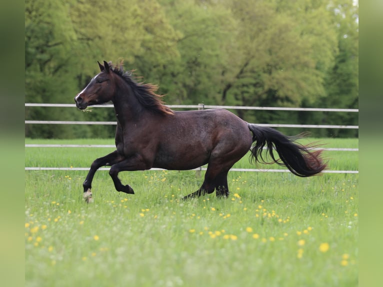 American Quarter Horse Mare 4 years 14,2 hh Roan-Bay in Waldshut-Tiengen