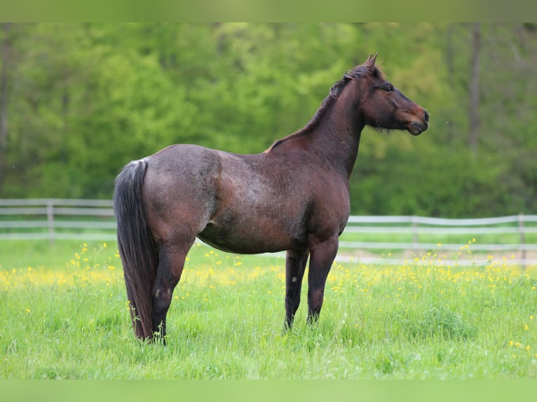 American Quarter Horse Mare 4 years 14,2 hh Roan-Bay in Waldshut-Tiengen