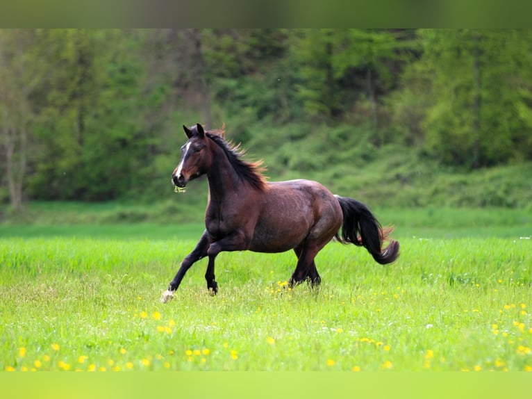 American Quarter Horse Mare 4 years 14,2 hh Roan-Bay in Waldshut-Tiengen