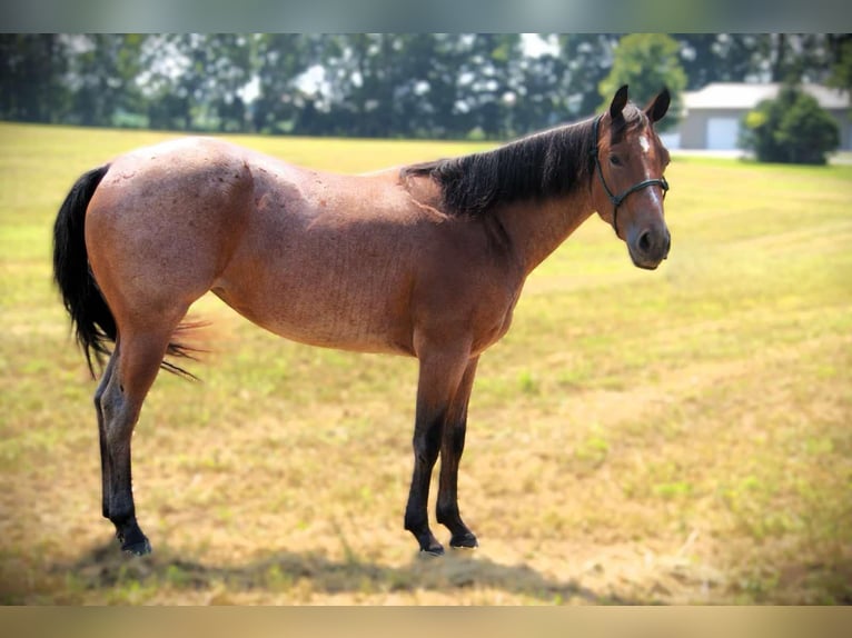 American Quarter Horse Mare 4 years 14,2 hh Roan-Bay in Camden MI