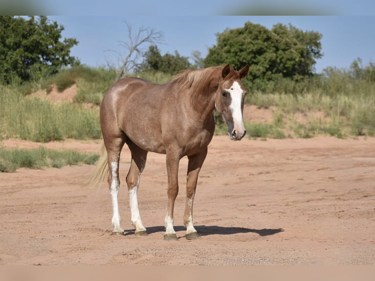 American Quarter Horse Mare 4 years 14,2 hh Roan-Red in Dawn