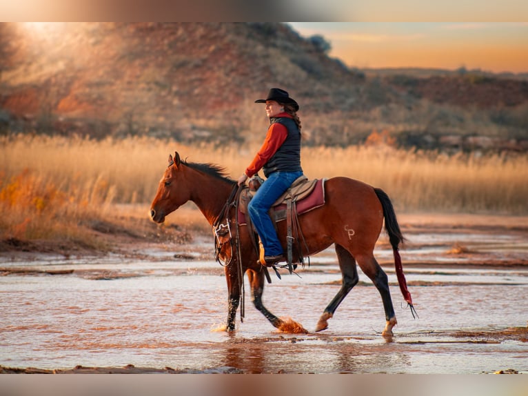 American Quarter Horse Mare 4 years 14,3 hh Bay in Amarillo