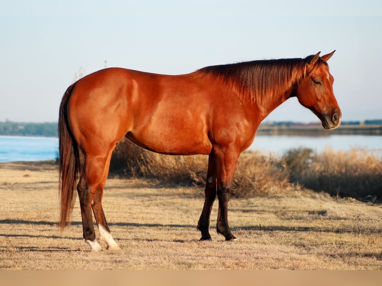 American Quarter Horse Mare 4 years 14,3 hh Bay in Amarillo