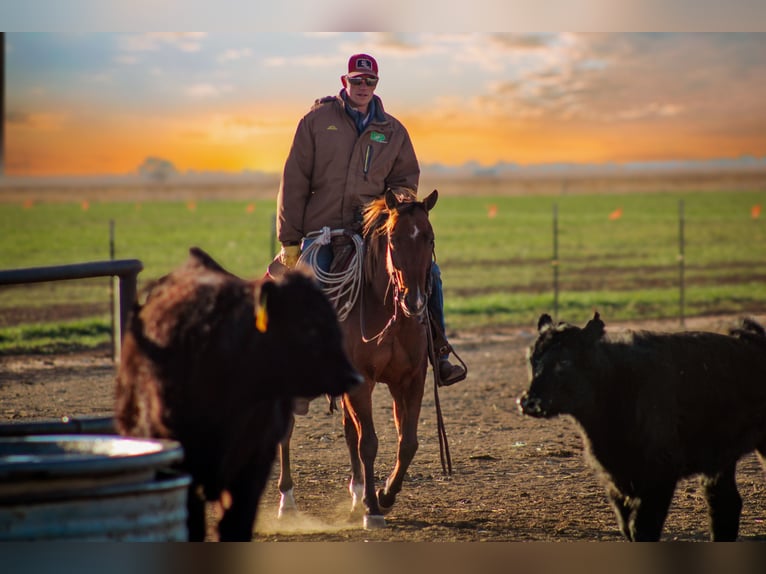 American Quarter Horse Mare 4 years 14,3 hh Bay in Amarillo