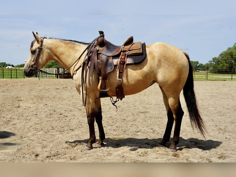 American Quarter Horse Mare 4 years 14,3 hh Buckskin in Corsica