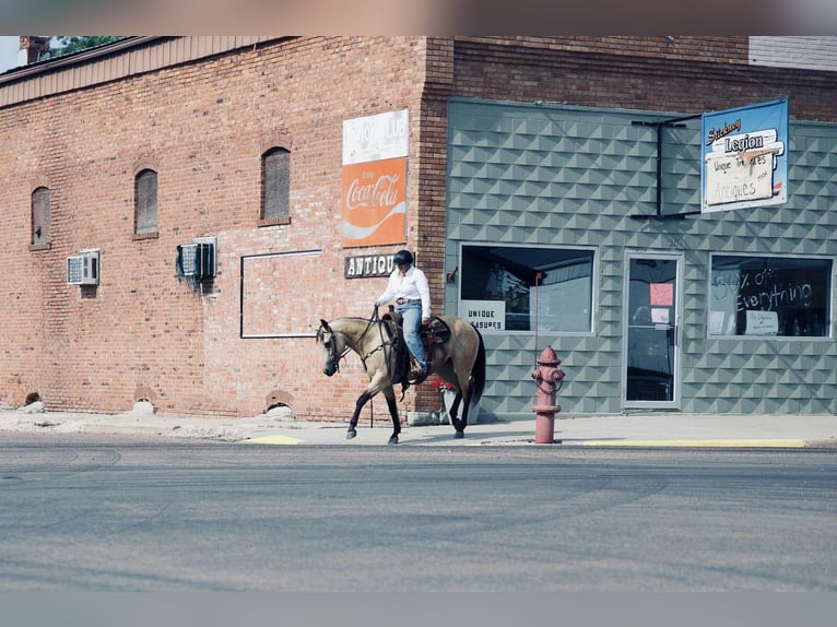 American Quarter Horse Mare 4 years 14,3 hh Buckskin in Corsica