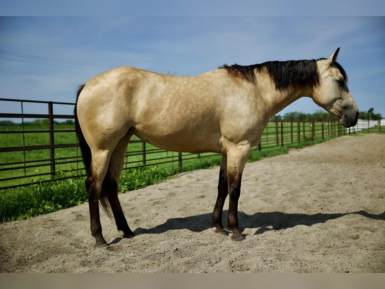American Quarter Horse Mare 4 years 14,3 hh Buckskin in Corsica