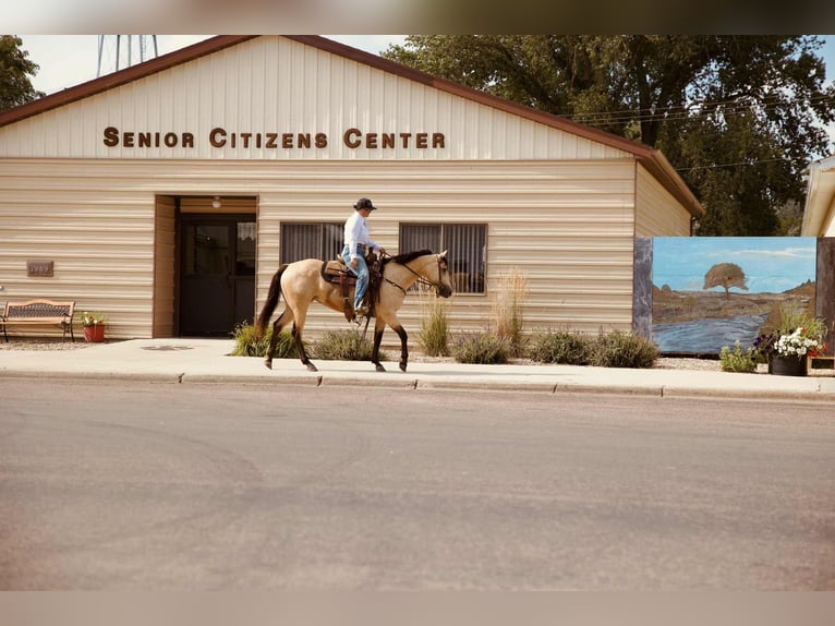 American Quarter Horse Mare 4 years 14,3 hh Buckskin in Corsica