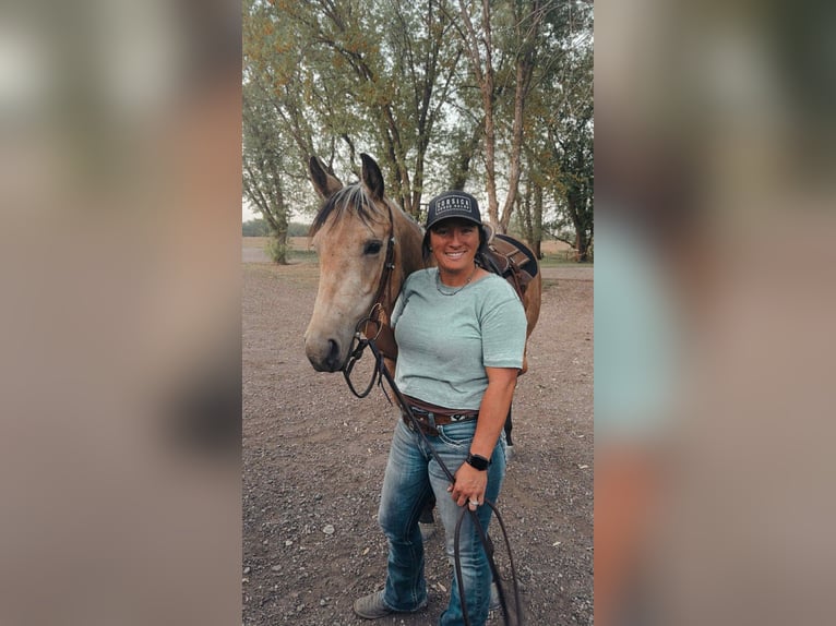 American Quarter Horse Mare 4 years 14,3 hh Buckskin in Corsica