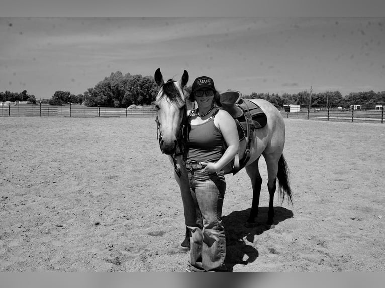 American Quarter Horse Mare 4 years 14,3 hh Buckskin in Corsica