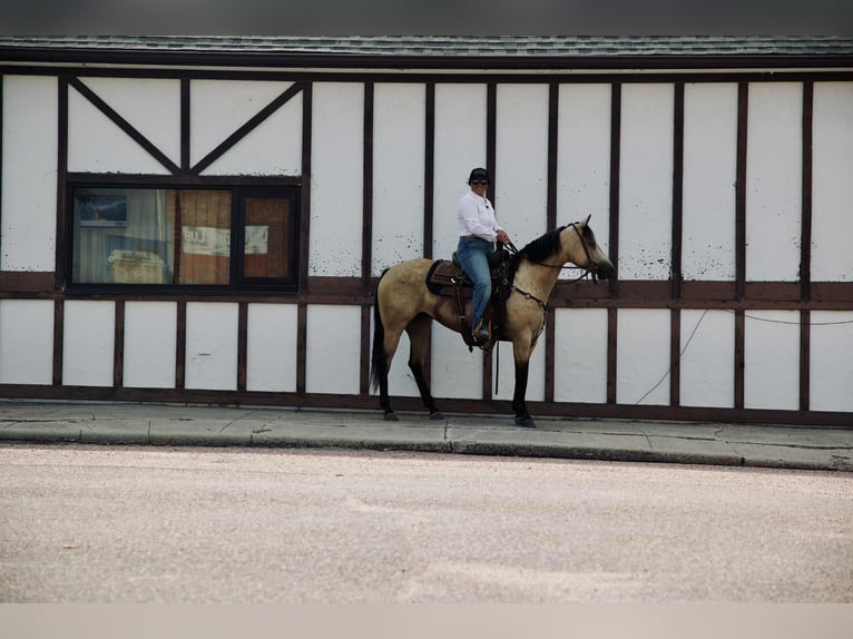 American Quarter Horse Mare 4 years 14,3 hh Buckskin in Corsica