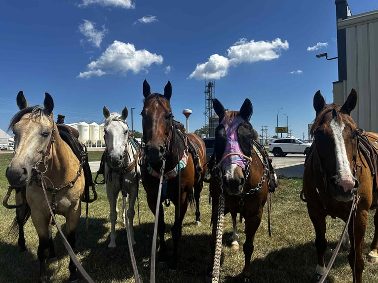 American Quarter Horse Mare 4 years 14,3 hh Buckskin in Corsica