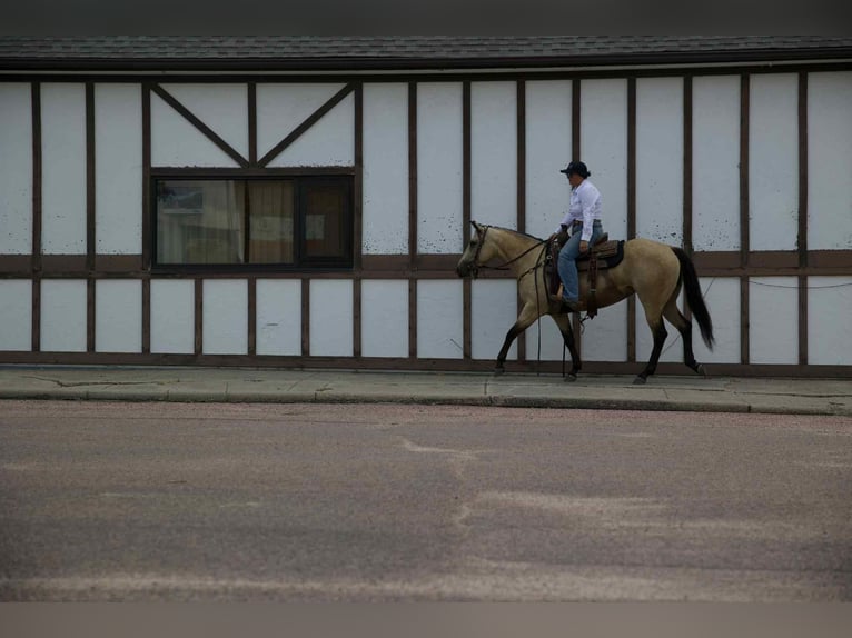 American Quarter Horse Mare 4 years 14,3 hh Buckskin in Corsica