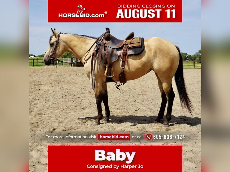 American Quarter Horse Mare 4 years 14,3 hh Buckskin in Corsica